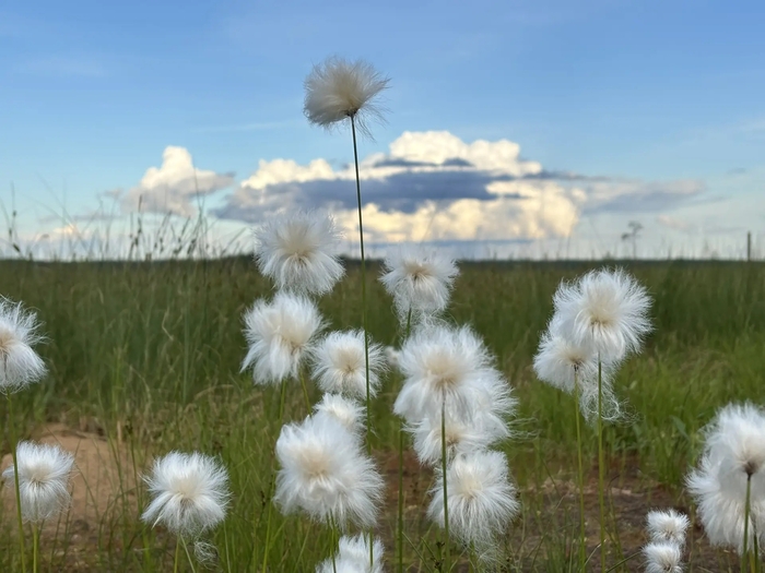 ������ (Eriophorum), ����� ��������� ��� ��������� ������ ��� ������� �������.