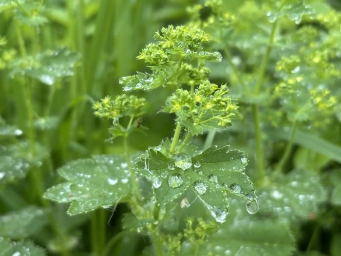 �������� (���. Alchemilla), (�������� ������)