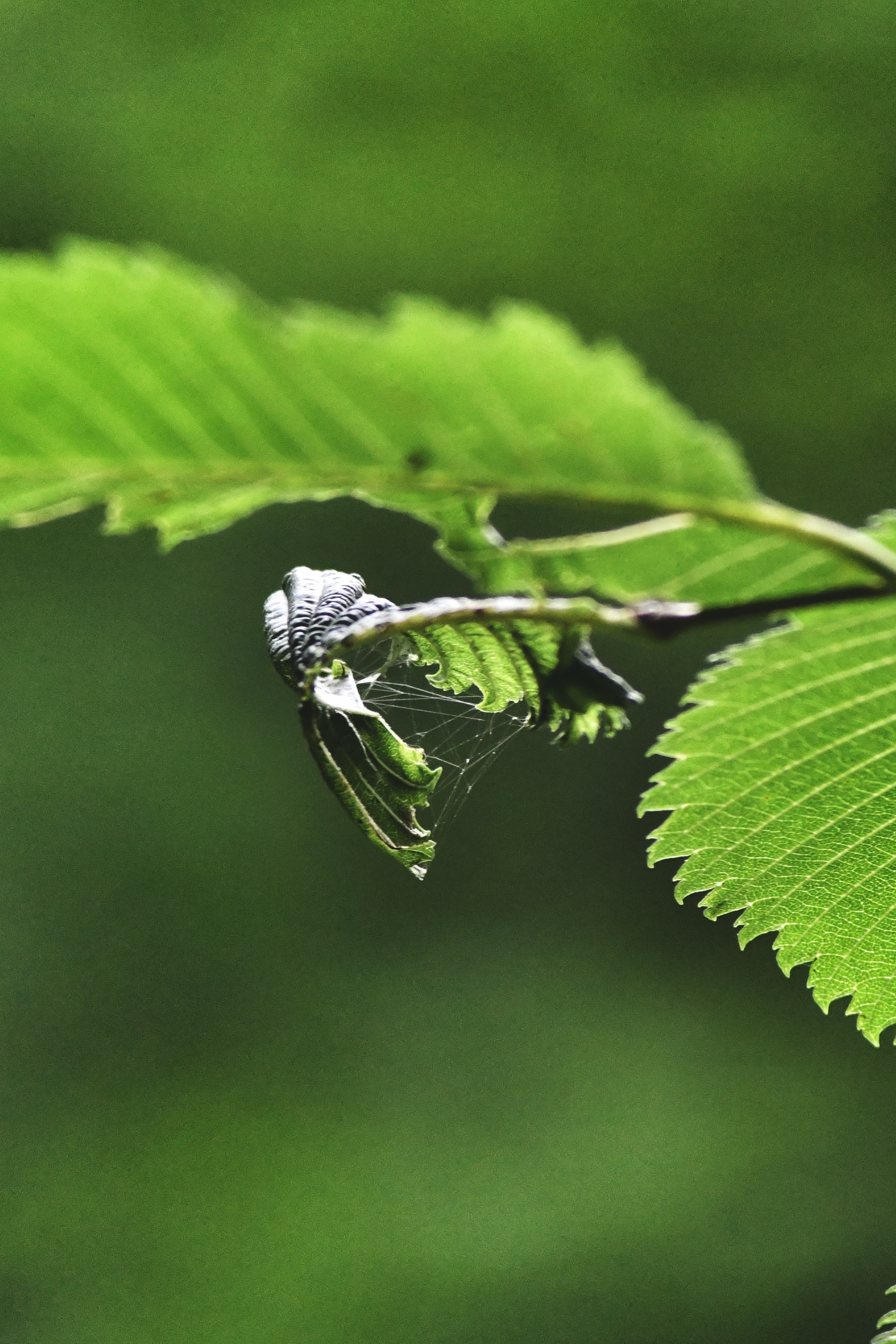 They say green is calming. - My, Lordkarha, The photo, Greenery, Beginning photographer, Nature, Summer, Longpost
