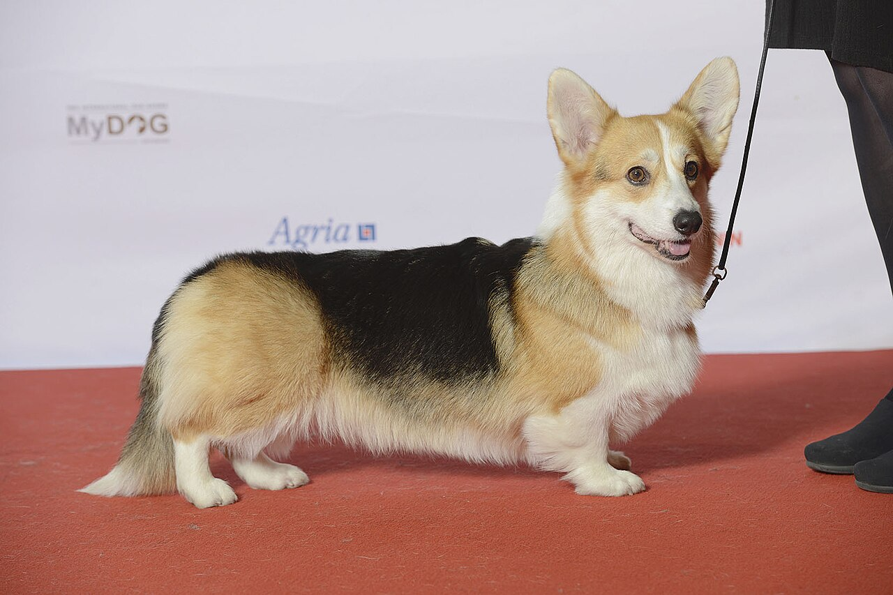 Women's revenge - Series Dogs, Corgi, Dog, Saint Petersburg, Court, Divorce (dissolution of marriage), Eviction, Female revenge, Men and women, Pets, MAX messenger (link)