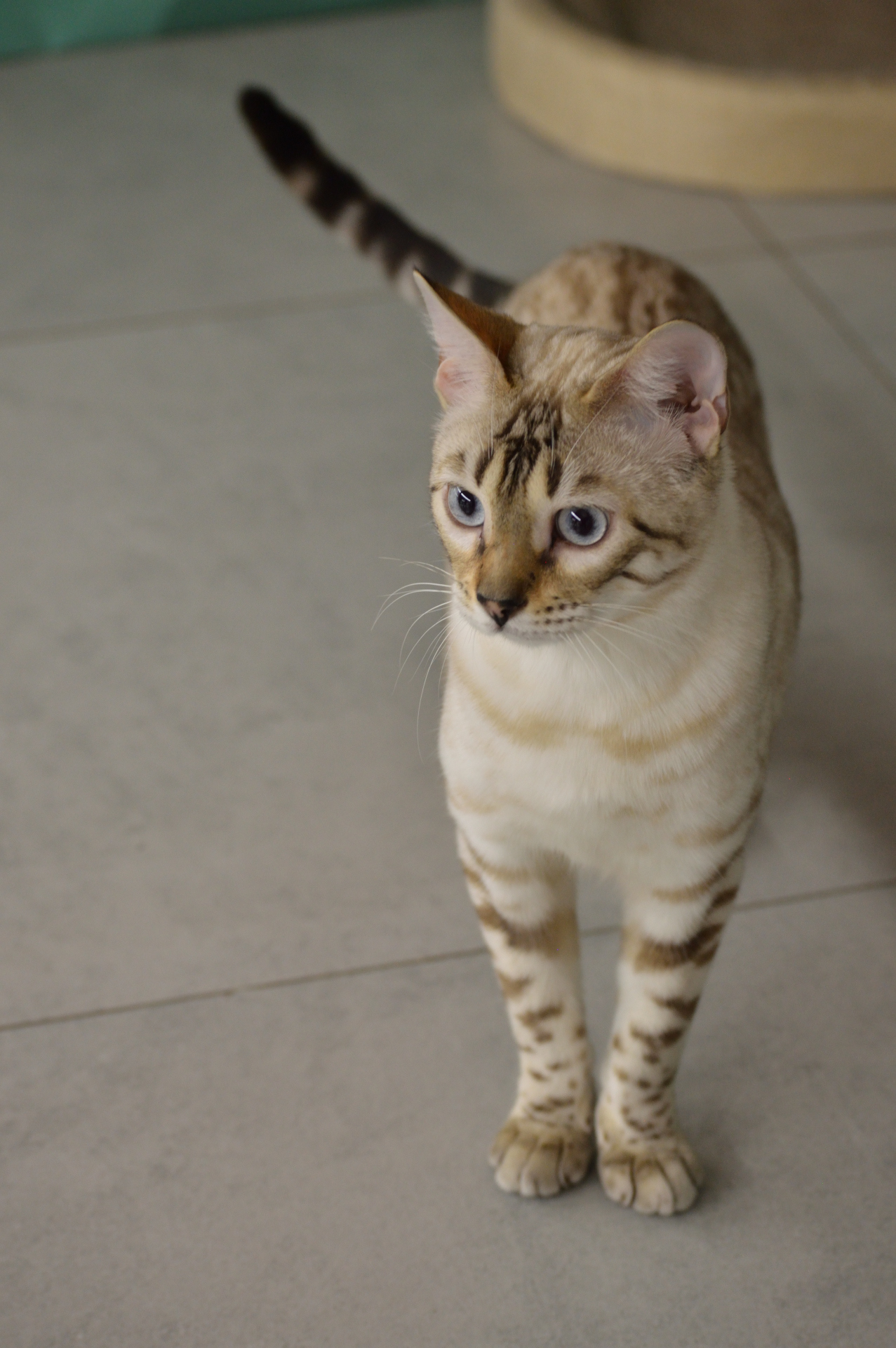 Show cats - My, cat, Cat Show, Scottish lop-eared, Maine Coon, Ragdoll, Abyssinian cat, Bengal cat, Longpost