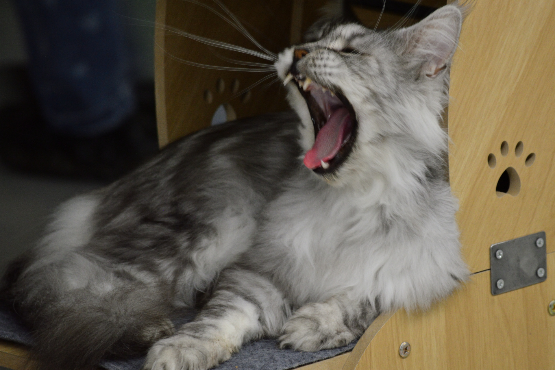 Show cats - My, cat, Cat Show, Scottish lop-eared, Maine Coon, Ragdoll, Abyssinian cat, Bengal cat, Longpost