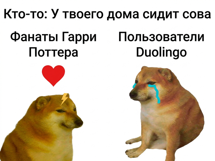 Совы разные