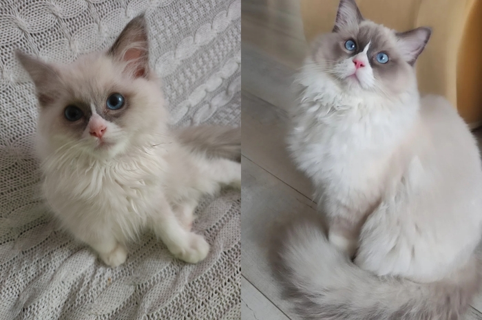 Как быстро растут коты))