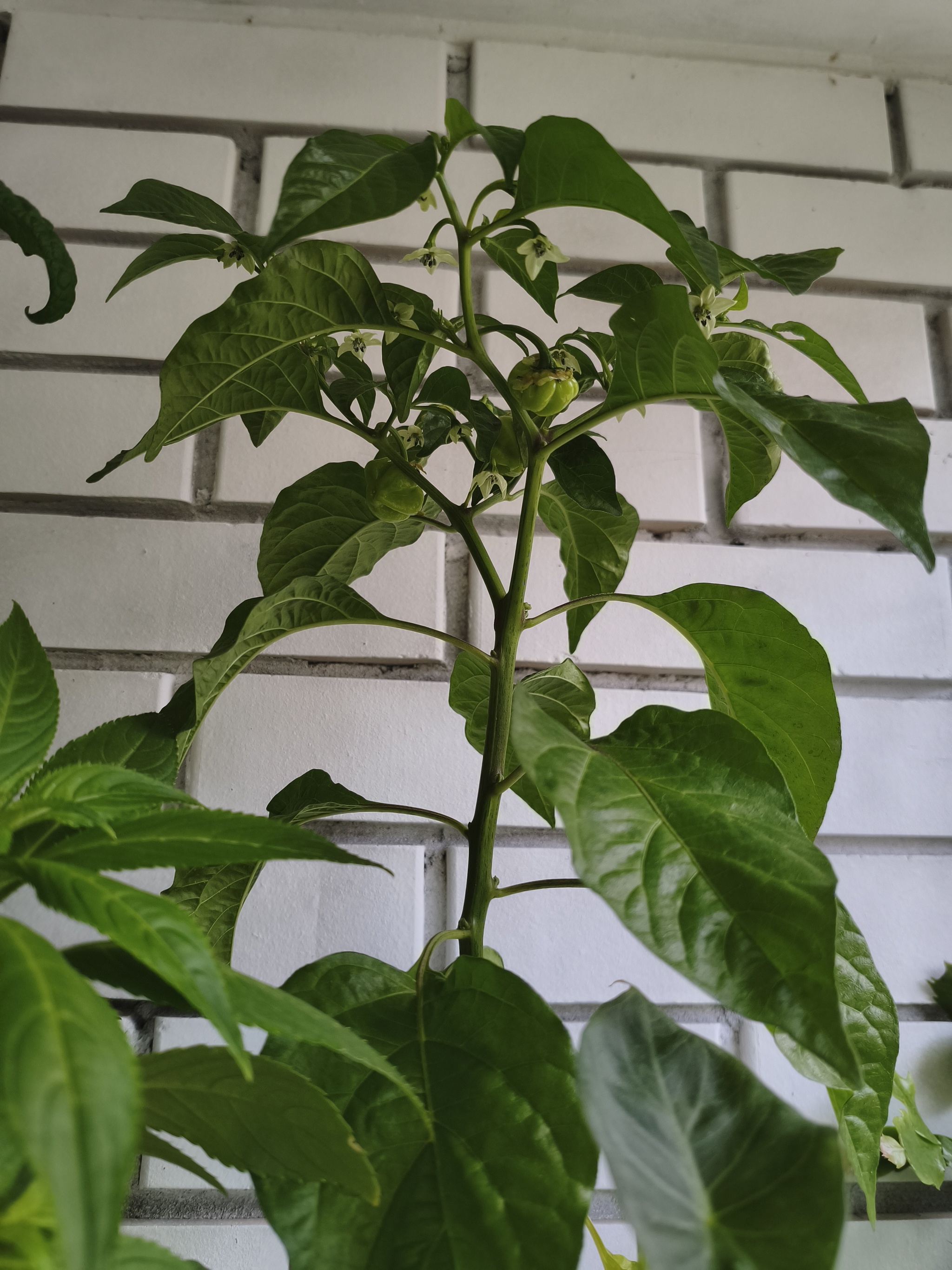 My green zen and purring caretaker - My, Hot peppers, Zen, Garden, Amazing, Balcony, Vegetable garden on the windowsill, Habanero, cat, Chilli, Longpost