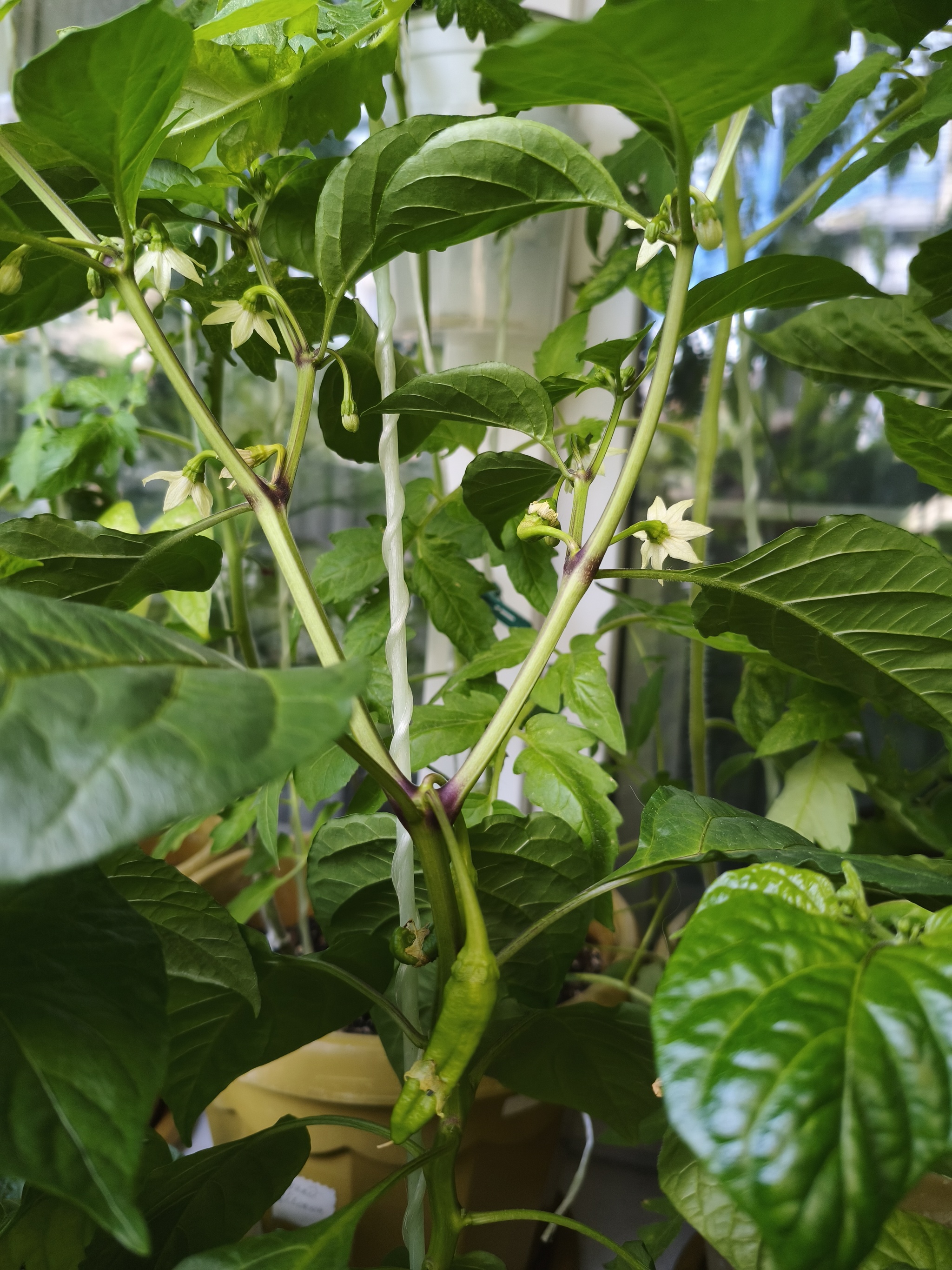 My green zen and purring caretaker - My, Hot peppers, Zen, Garden, Amazing, Balcony, Vegetable garden on the windowsill, Habanero, cat, Chilli, Longpost