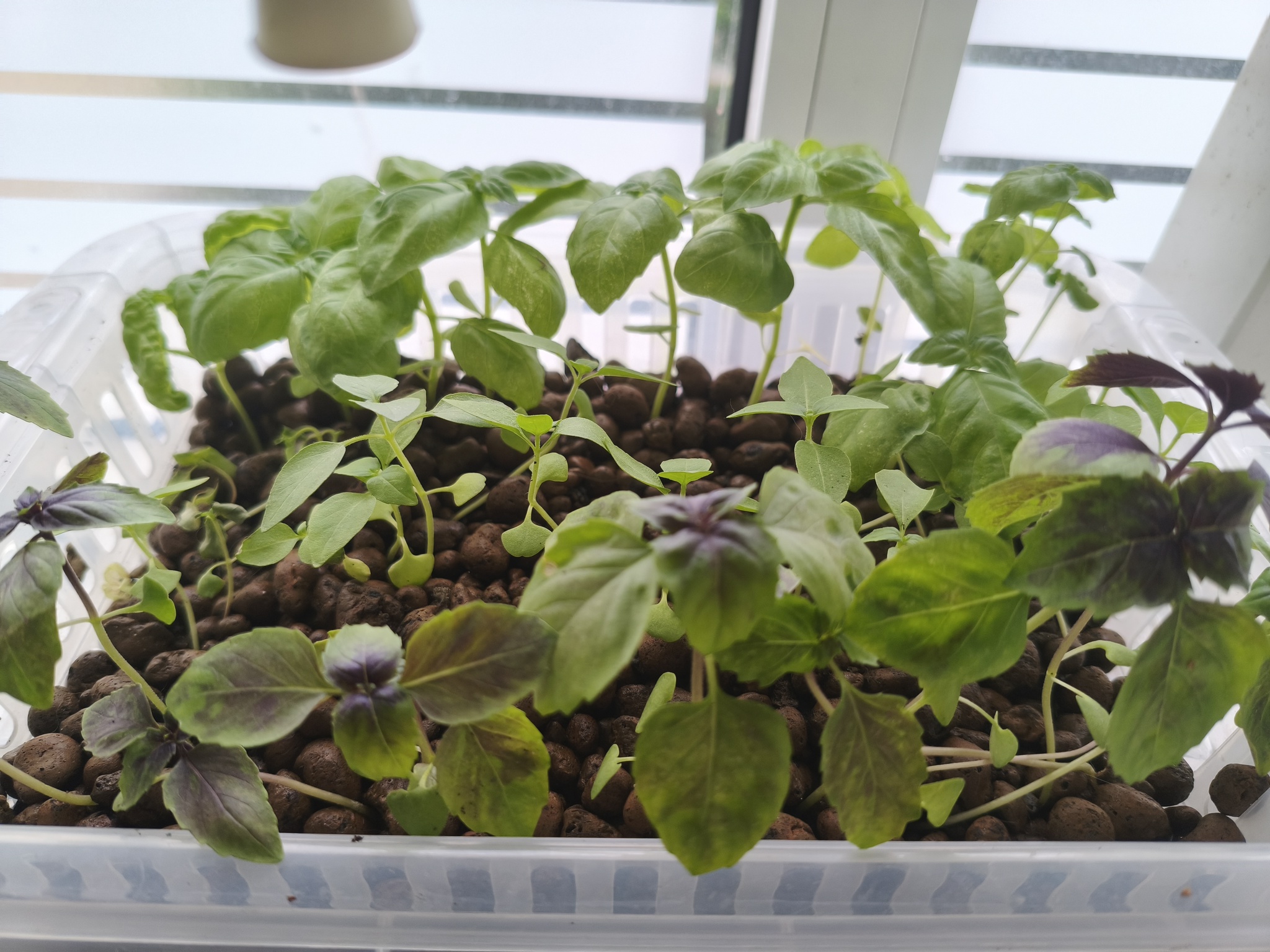 My green zen and purring caretaker - My, Hot peppers, Zen, Garden, Amazing, Balcony, Vegetable garden on the windowsill, Habanero, cat, Chilli, Longpost