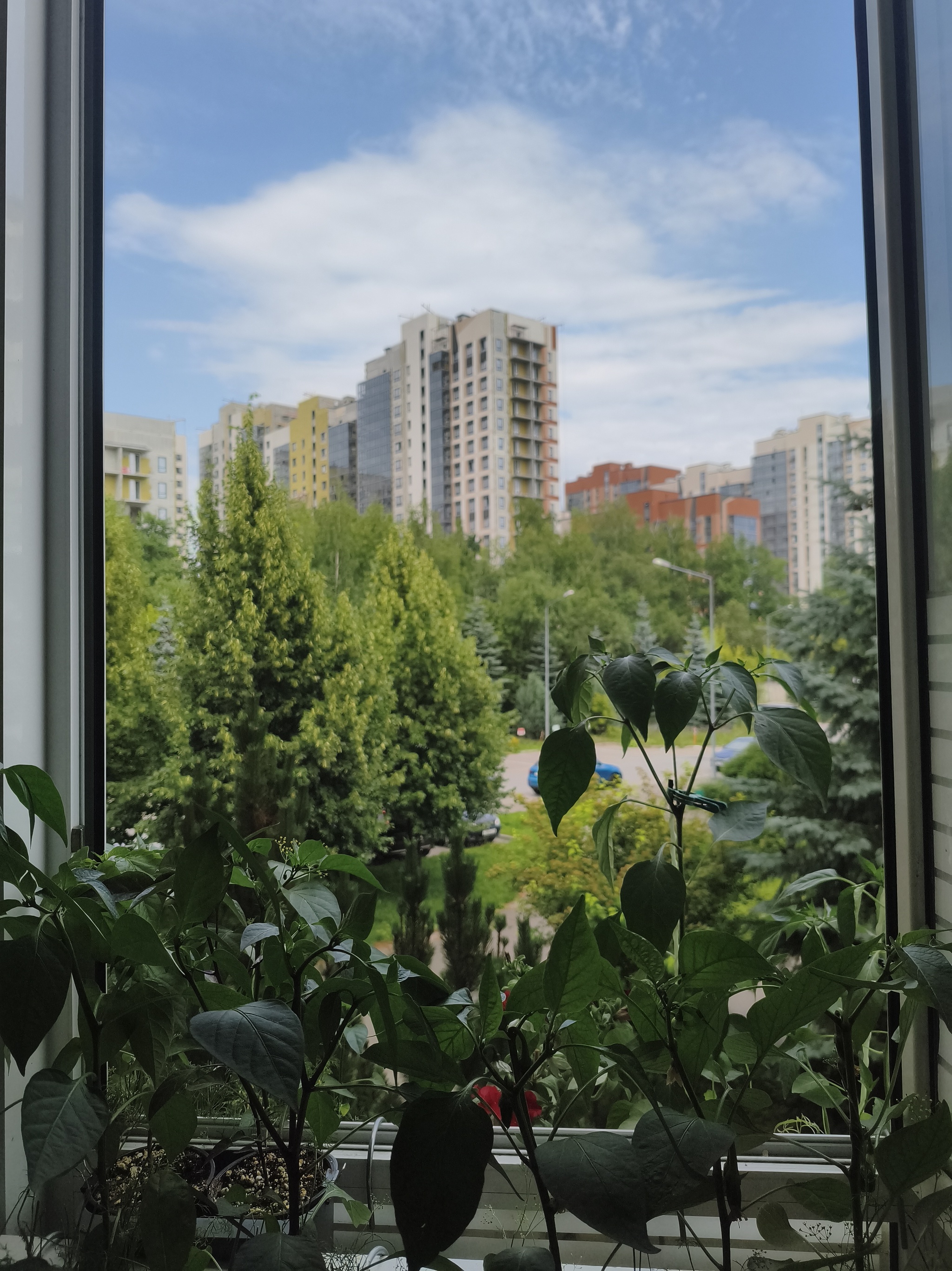 My green zen and purring caretaker - My, Hot peppers, Zen, Garden, Amazing, Balcony, Vegetable garden on the windowsill, Habanero, cat, Chilli, Longpost
