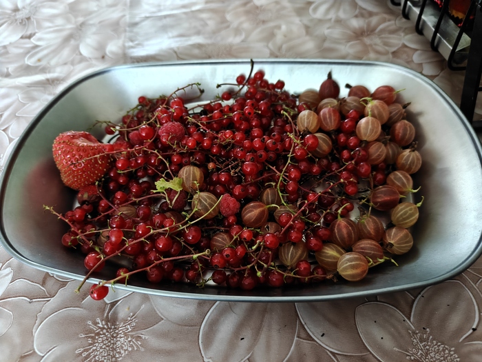 Мой первый урожай