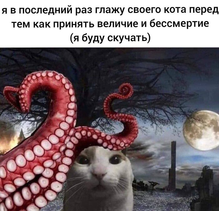 Кот в шоке