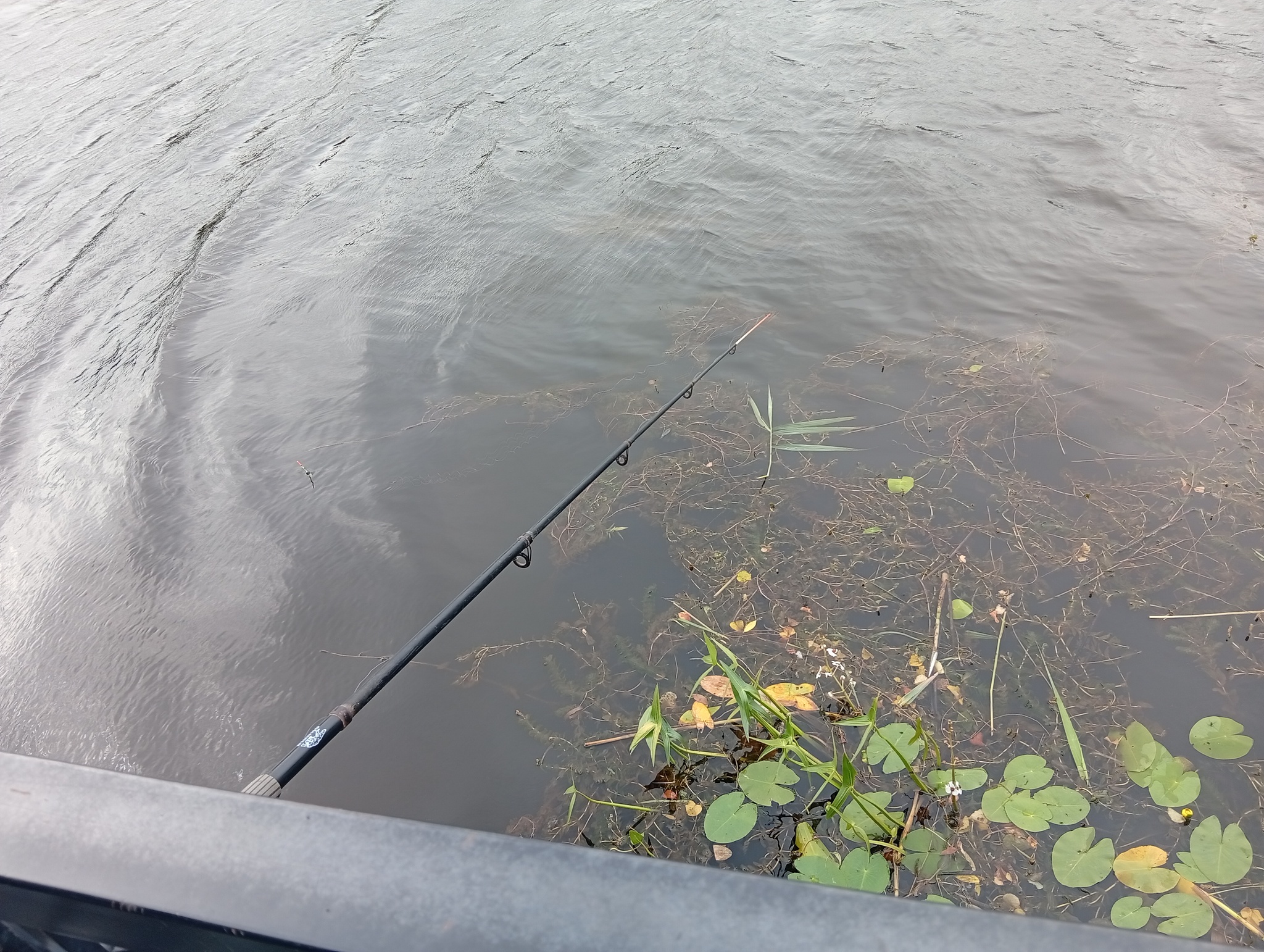 I don't know for sure yet, but it seems to work! - My, Kaliningrad region, Svetlogorsk, Lake, Good league, Nature, Hedgehog, Longpost, Water, Relaxation, The nature of Russia, A fish, White cupid, Silver carp, Amber Land, Baltic Sea, Series Save the Lake, Stocking