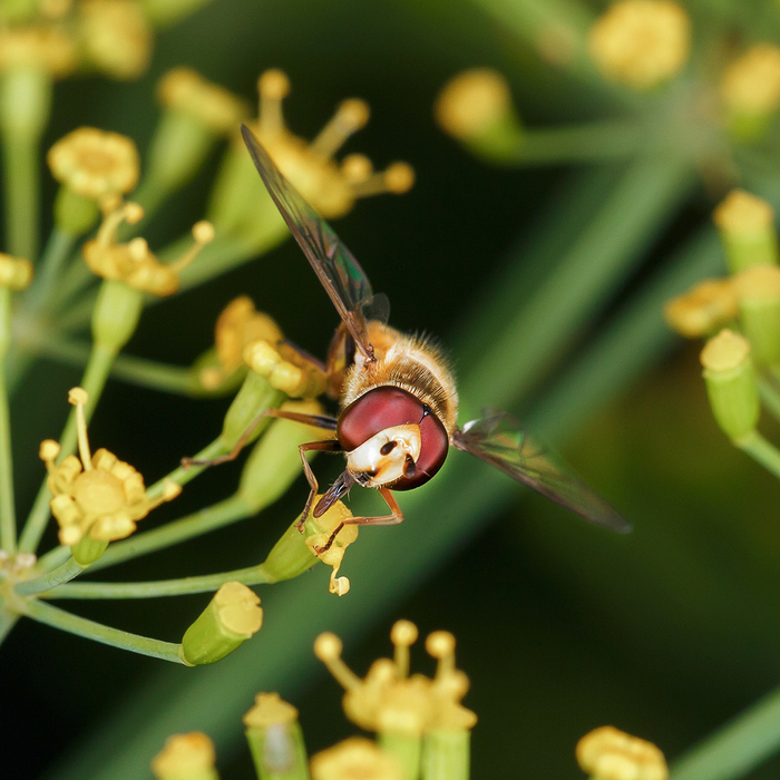 �������� ������������ (Episyrphus balteatus), ��� "����������� ����".