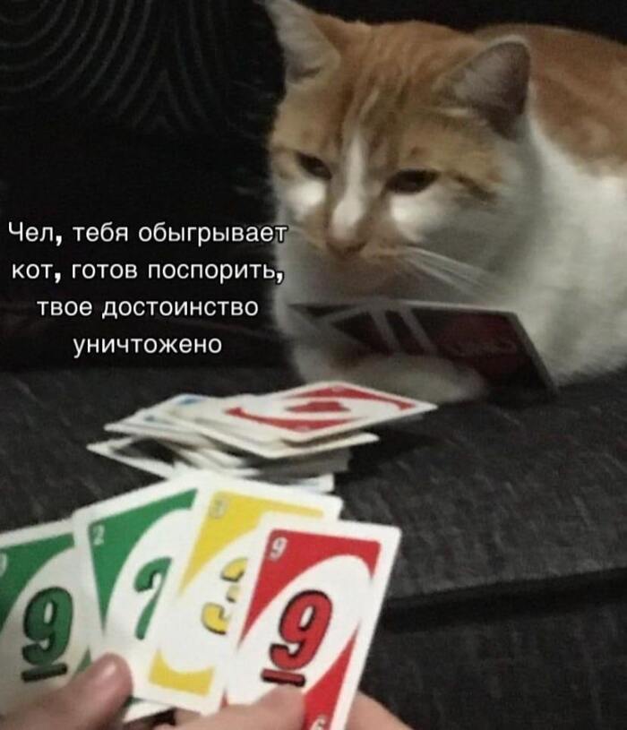 Шулер кот горе в семье