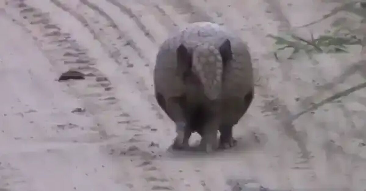 If you've never seen an armadillo curl up into a ball, here's a video for you. - Short videos, Reddit, Video, Soundless