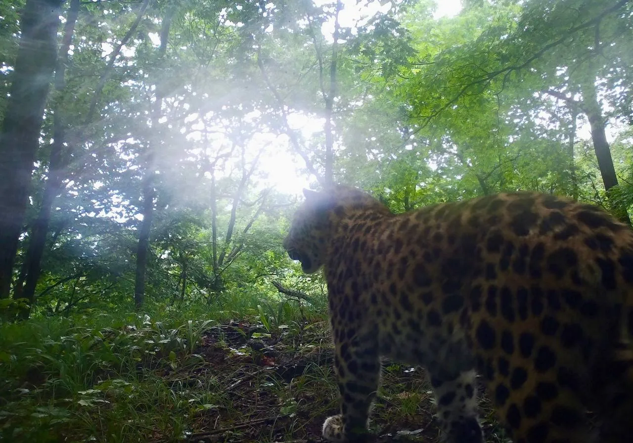 Rain is rain, but work is work, and it must be done properly. - Series Far Eastern leopard, Far Eastern leopard, Flag Territory, Rain, Wild animals, wildlife, Phototrap, National park, Land of the Leopard, Primorsky Krai, Leopard, Cat family, Predatory animals, Big cats, MAX messenger (link), Longpost