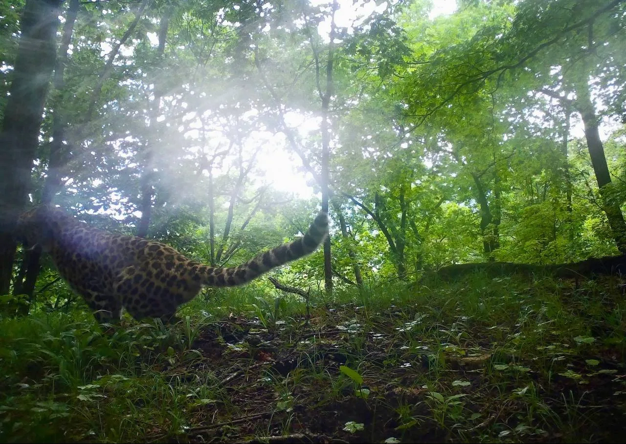 Rain is rain, but work is work, and it must be done properly. - Series Far Eastern leopard, Far Eastern leopard, Flag Territory, Rain, Wild animals, wildlife, Phototrap, National park, Land of the Leopard, Primorsky Krai, Leopard, Cat family, Predatory animals, Big cats, MAX messenger (link), Longpost