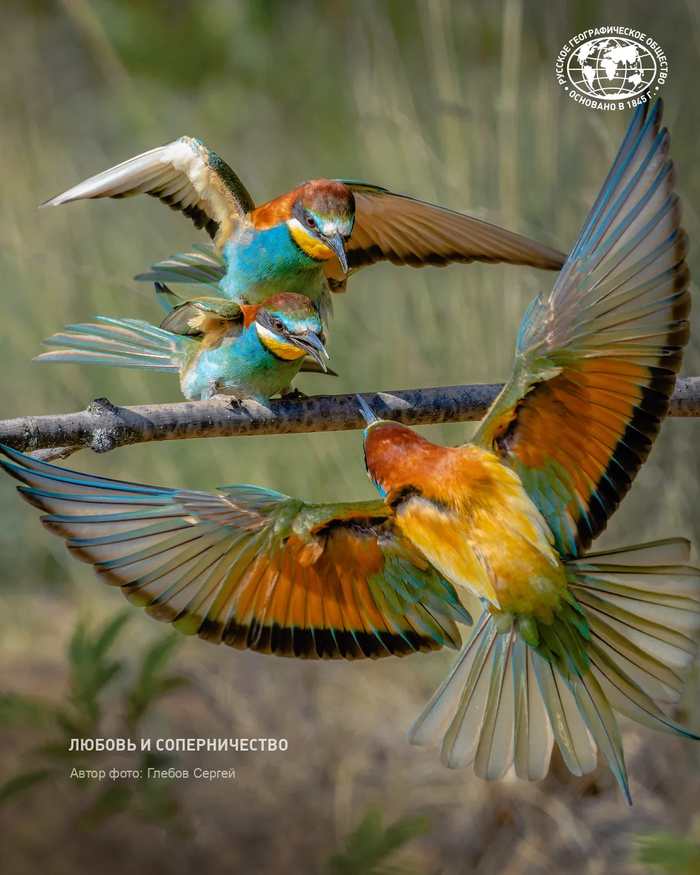 ����: ������ ������, �������� ������������ ������ �������� ������,<a href="https://pikabu.ru/story/lyubovnyiy_treugolnik_14130170?u=https%3A%2F%2Fmax.ru%2Frgo1845%2FAZ8RUrTSKbQ&t=%D0%BE%D1%82%D1%81%D1%8E%D0%B4%D0%B0&h=7a20a267a6b58e20a4bae0d4e8d2652edde31600" title="https://max.ru/rgo1845/AZ8RUrTSKbQ" target="_blank" rel="nofollow noopener"> ������</a>