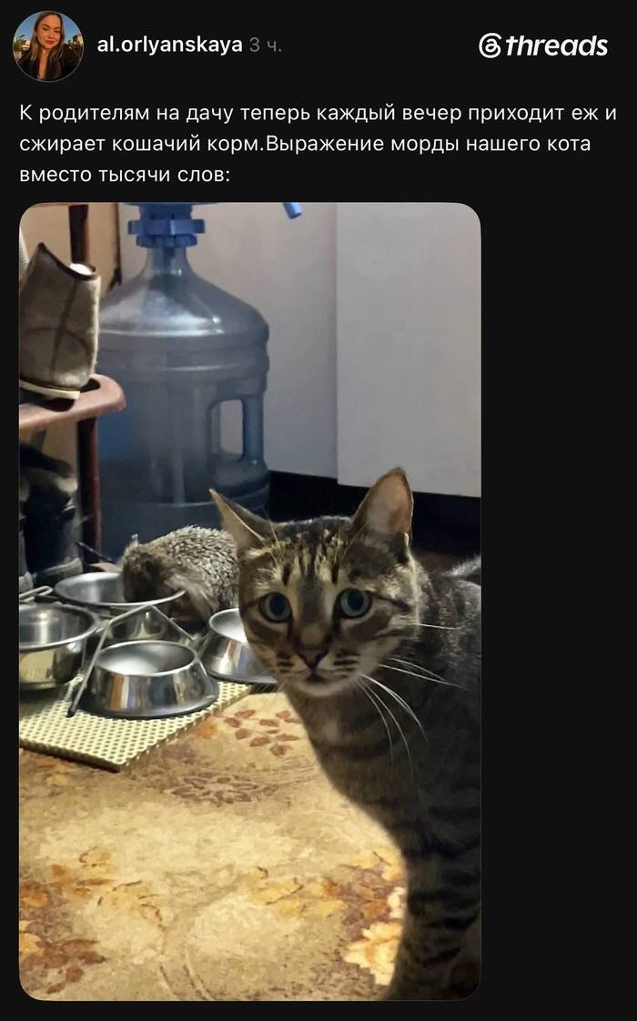 Ёжкин кот