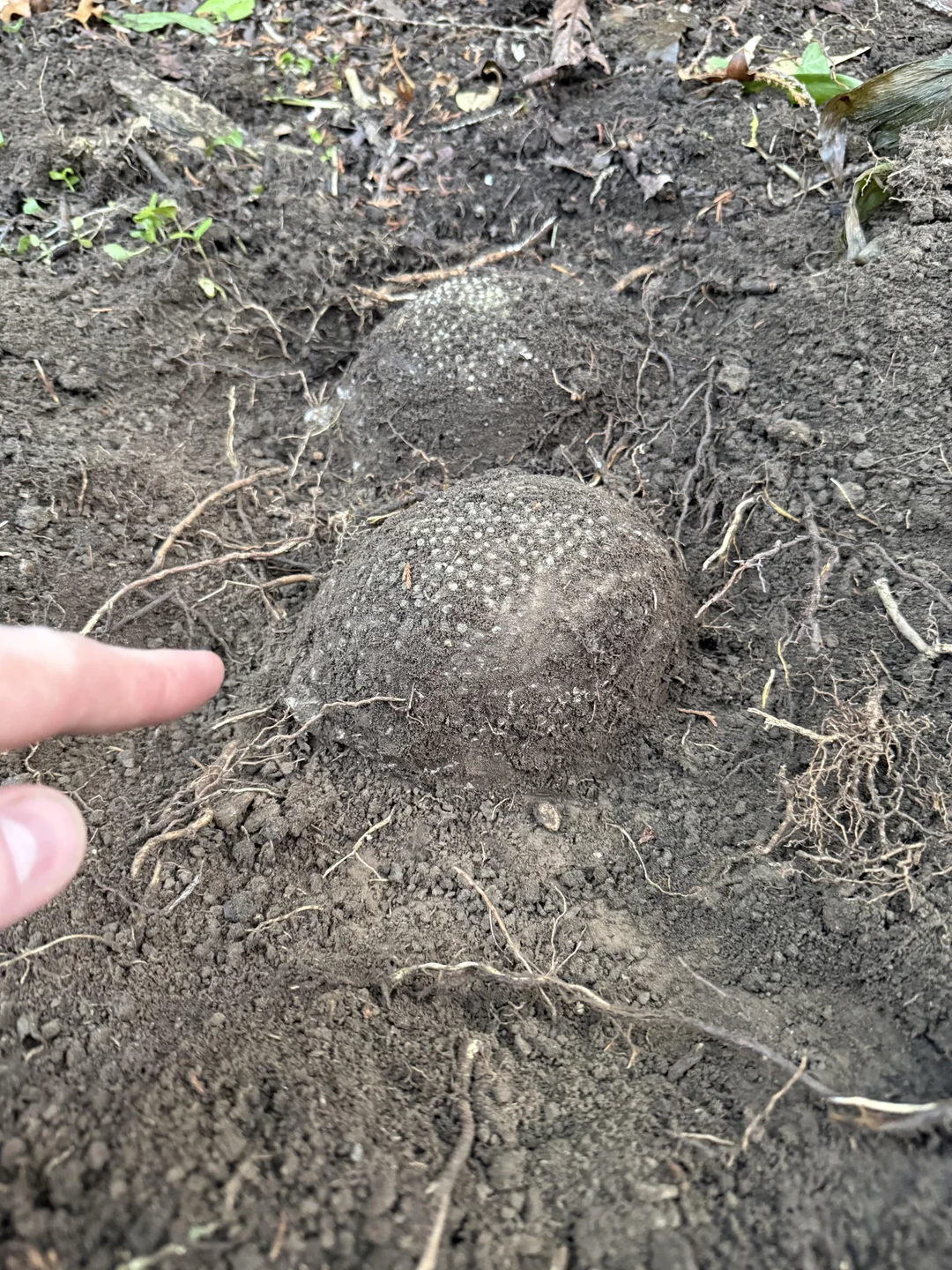 What is this thing - 263 - Series What is this thing, My, Translated by myself, Reddit, WhatIsThisThing, Video, Short videos, Vertical video, Youtube, Longpost