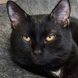 chiffa