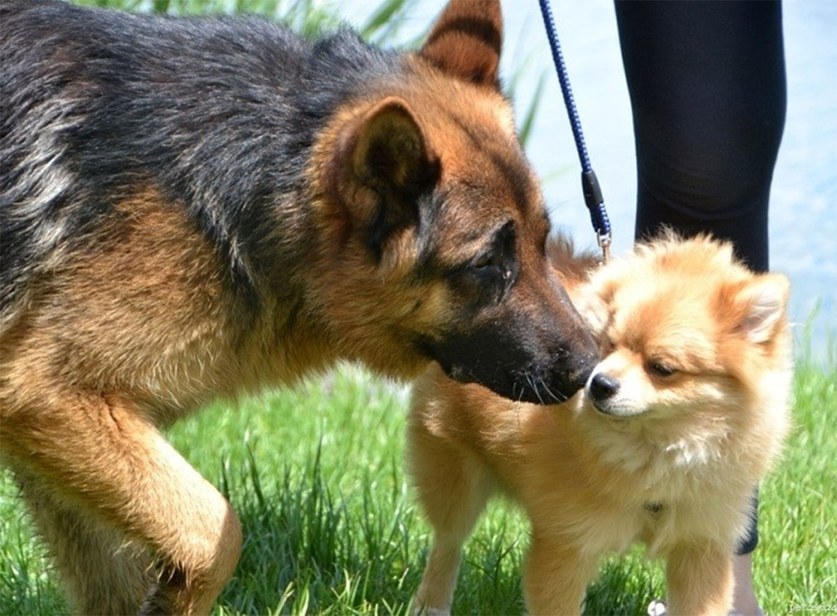 What small dog owners sometimes don't take into account when walking their dogs is that they are really small. - Dog, Mammals, Predatory animals, Pets, Animals, Wild animals, Zen, Yandex Zen, Yandex Zen (link), Longpost