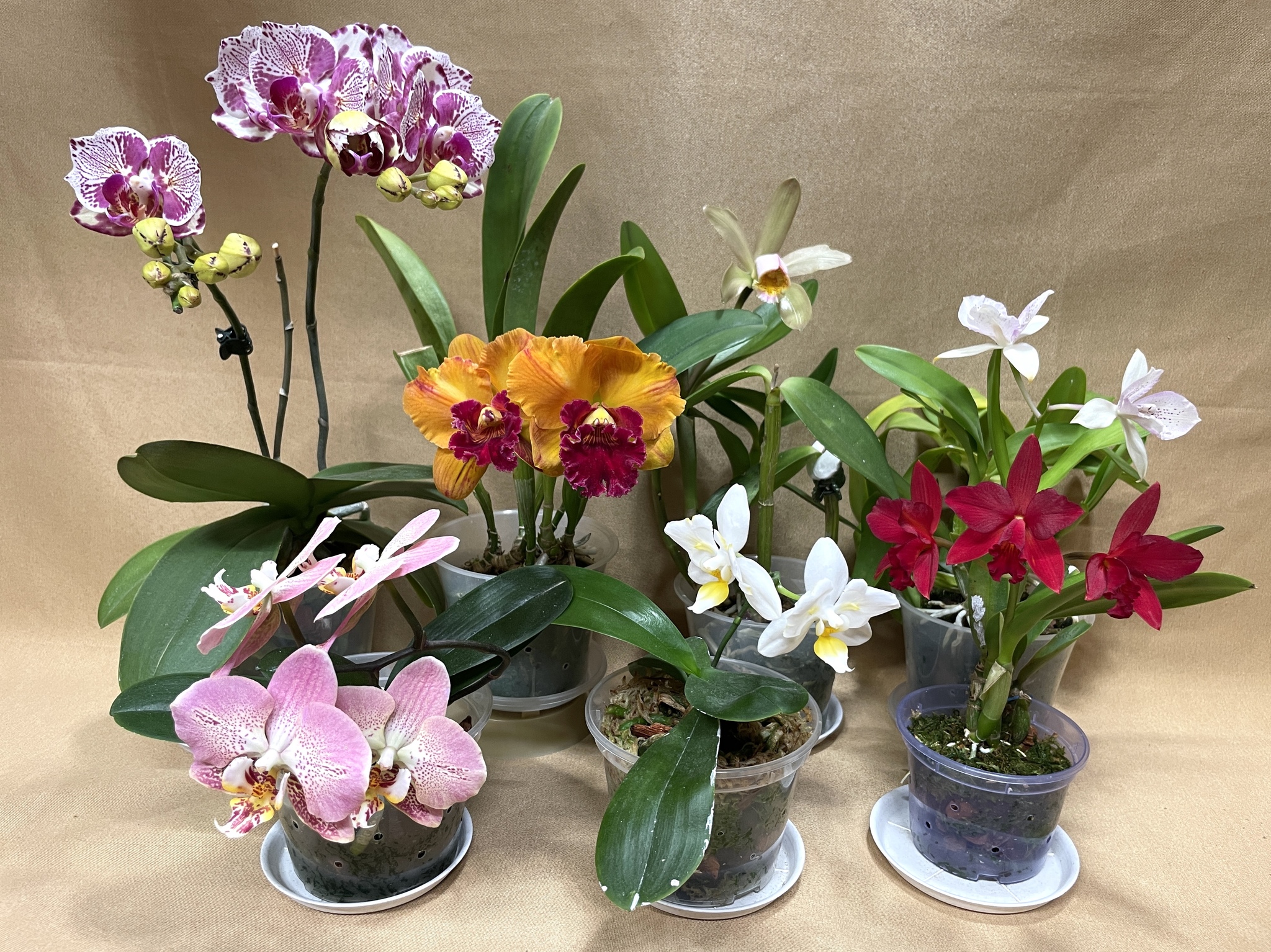 June blossoms - Series Photos of my flowering plants, My, The photo, Flowers, Orchids, Bloom, Floriculture, Phalaenopsis, Plants, Houseplants, Longpost