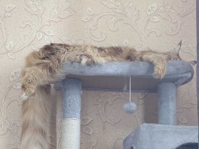 Домик у нас один поэтому спят по очереди👍