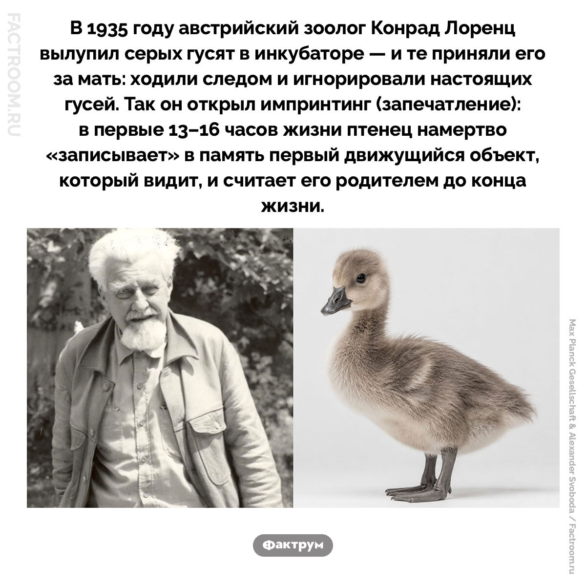 Подборка интересных фактов № 273 - Моё, Познавательно, Факты, Подборка, Картинка с текстом, Фактрум, Хочу все знать, Удивительное, Удивление