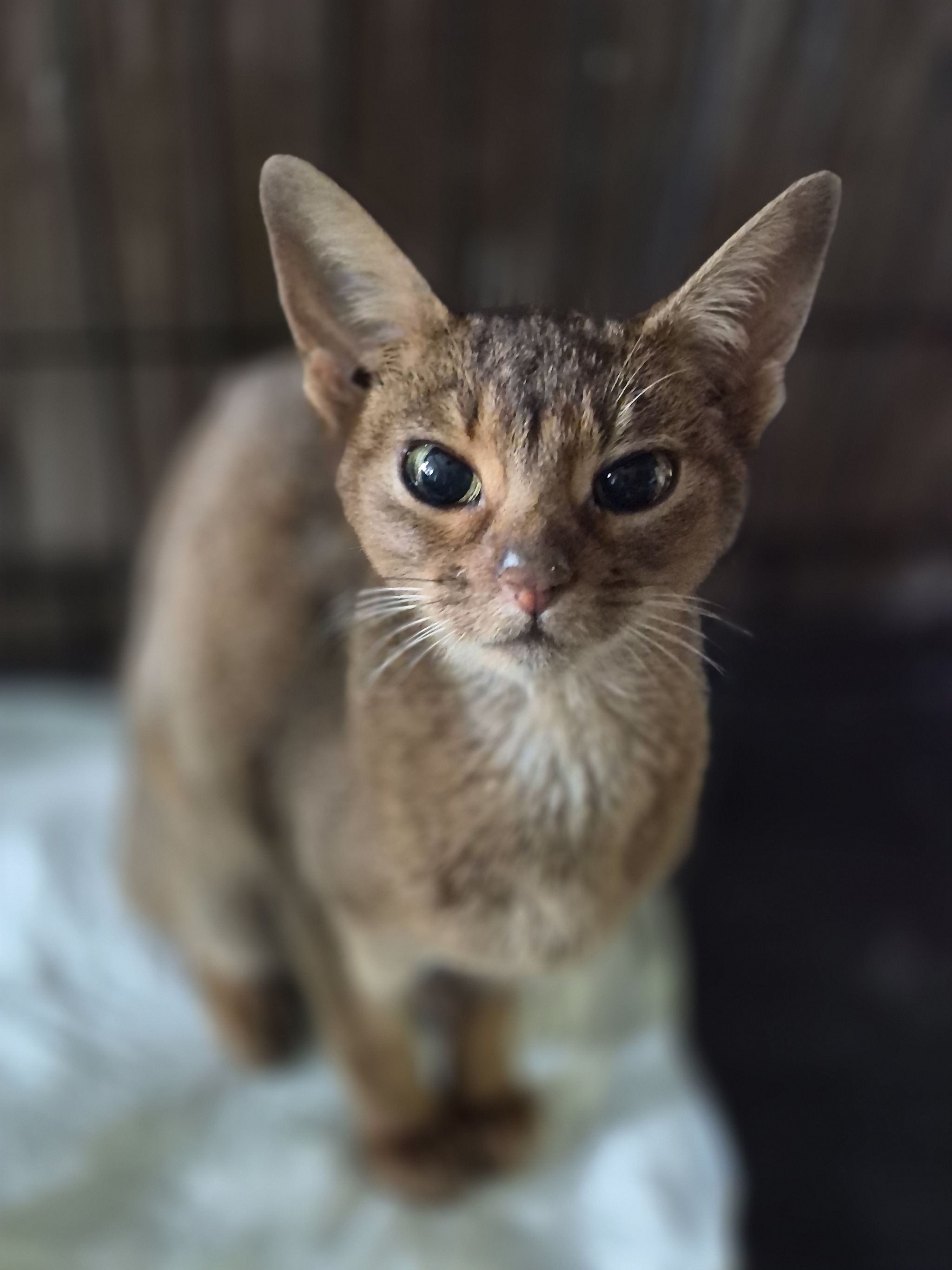 SOME NEWS about ABI - Series ABYSSINA Abi, My, Animal Rescue, In good hands, Abyssinian cat, Cat lovers, Homeless animals, cat, Lost, VKontakte (link), Short videos, Good league, Video, Vertical video, Longpost