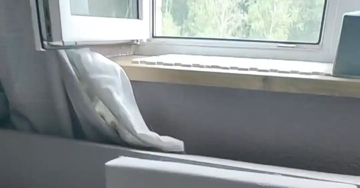 We maintain water balance - Series Soba the Cat, My, cat, Short videos, Drinking water, Disabled person, Video, Vertical video