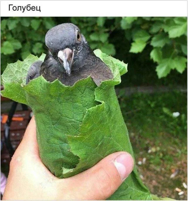 For those interested in memes, here are some - Series Memes
, Humor, Picture with text, Memes, Long, Strange humor, Sad humor, Longpost
