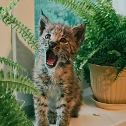 Unaslapkii
