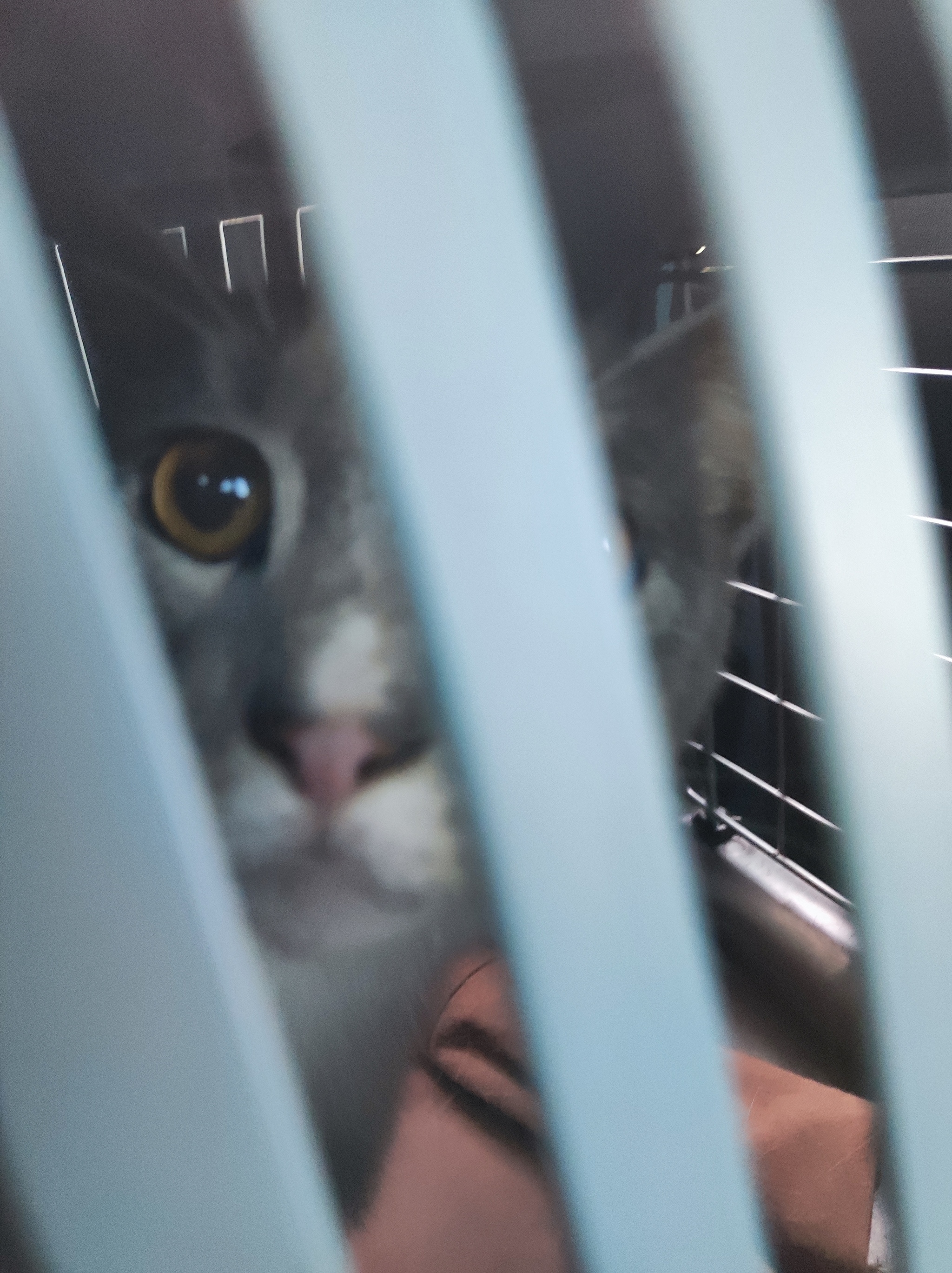 Yesterday we visited the clinic with the lame Snickers - Series The cat is lame, My, Treatment, Veterinary, cat, Homeless animals, Good league, Shelter, Overexposure, Longpost