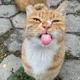 Аватар пользователя Lerot.O