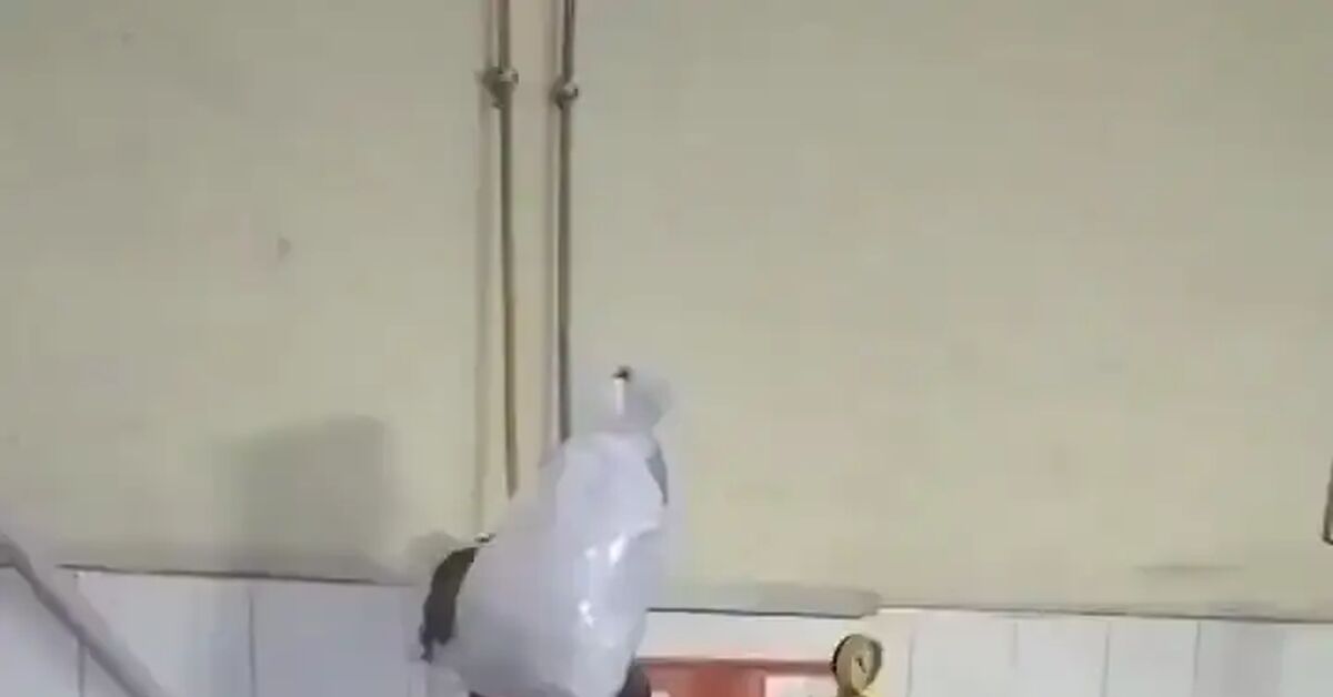 Hospital in India - Hospital, India, Video, Vertical video, Short videos, Telegram (link), , Peekaboo+
