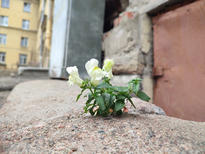 Ответ на пост «Покажите последнюю фотографию, которую вы сделали просто потому что вам было красиво»