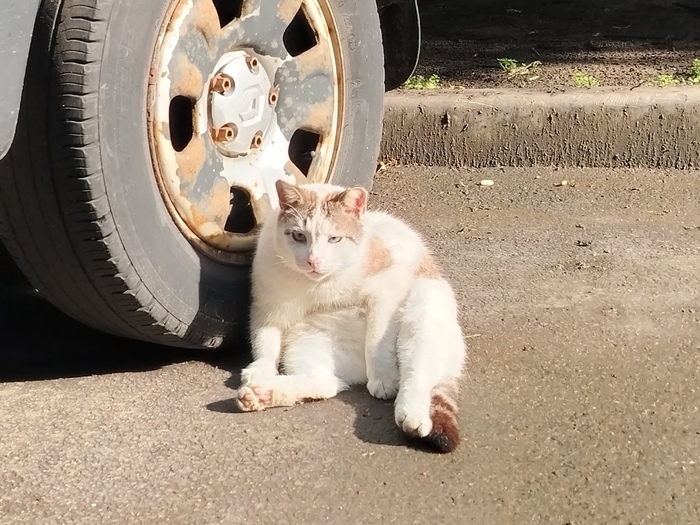 Пётр Алексеевич: "шаббат шалом!.. ."