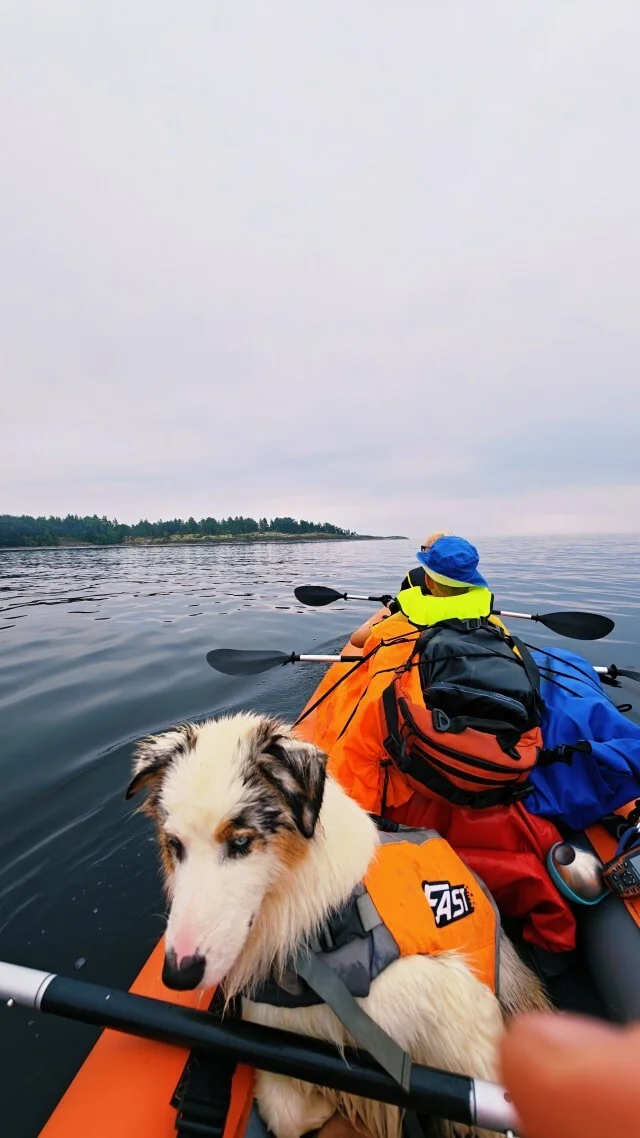 Journey through Karelia. Chapter 1: Ladoga Skerries. Part 1 - My, Alloy, Skerries, Ladoga, Ladoga skerries, Kayak, Australian shepherd, Карелия, Longpost