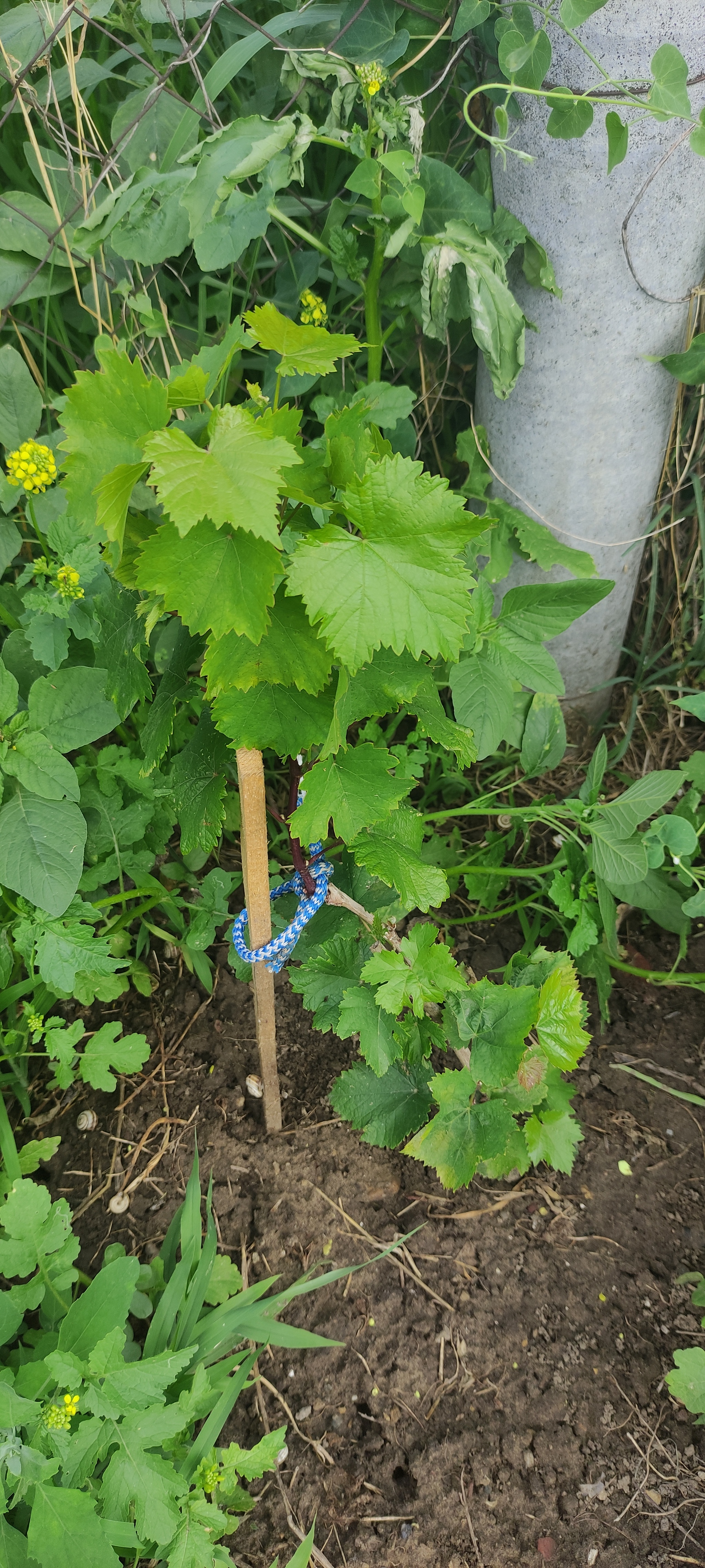 Planted some grapes - My, Vineyard, Grape, Gardener, Gardening, Plants, Garden, Personal experience, Saplings, Minerals, Fertilizers, Longpost
