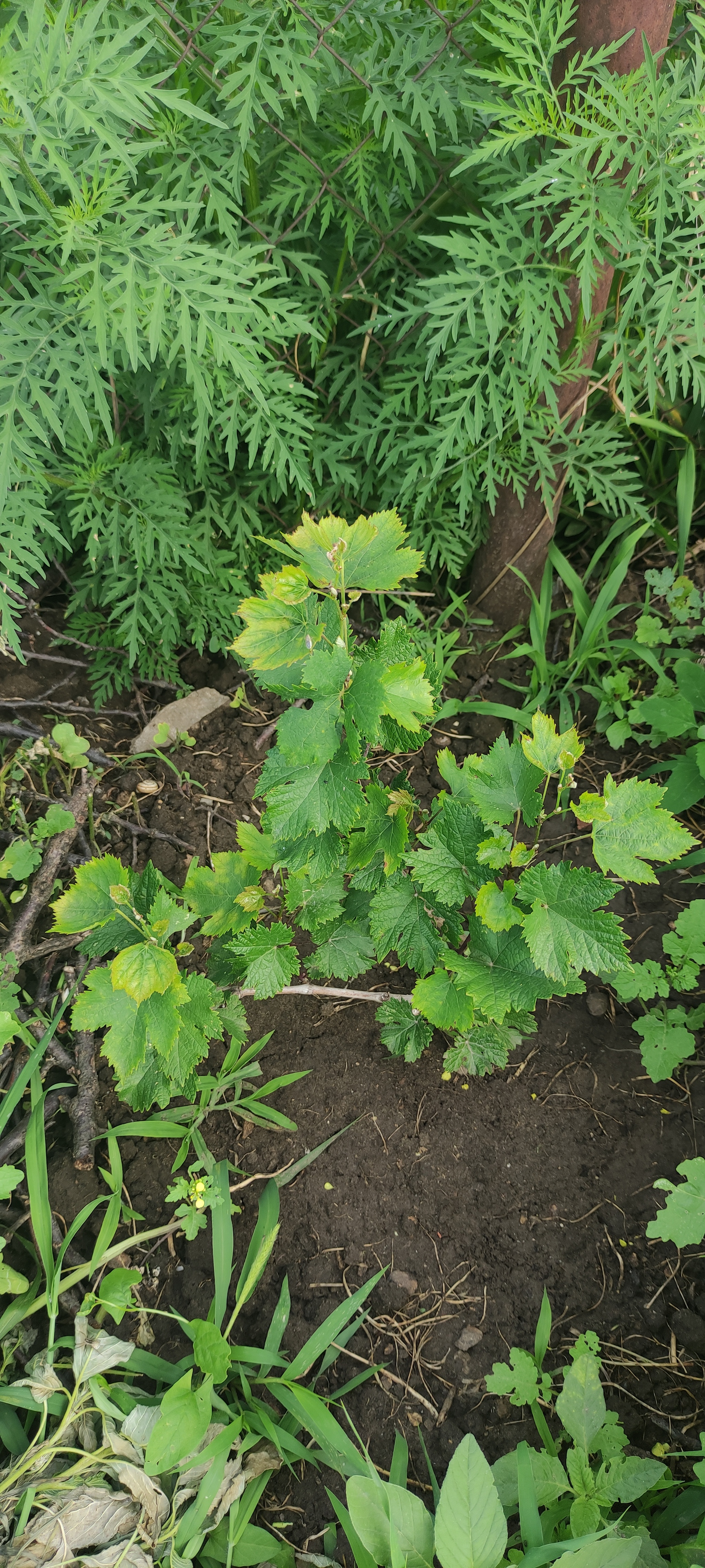 Planted some grapes - My, Vineyard, Grape, Gardener, Gardening, Plants, Garden, Personal experience, Saplings, Minerals, Fertilizers, Longpost