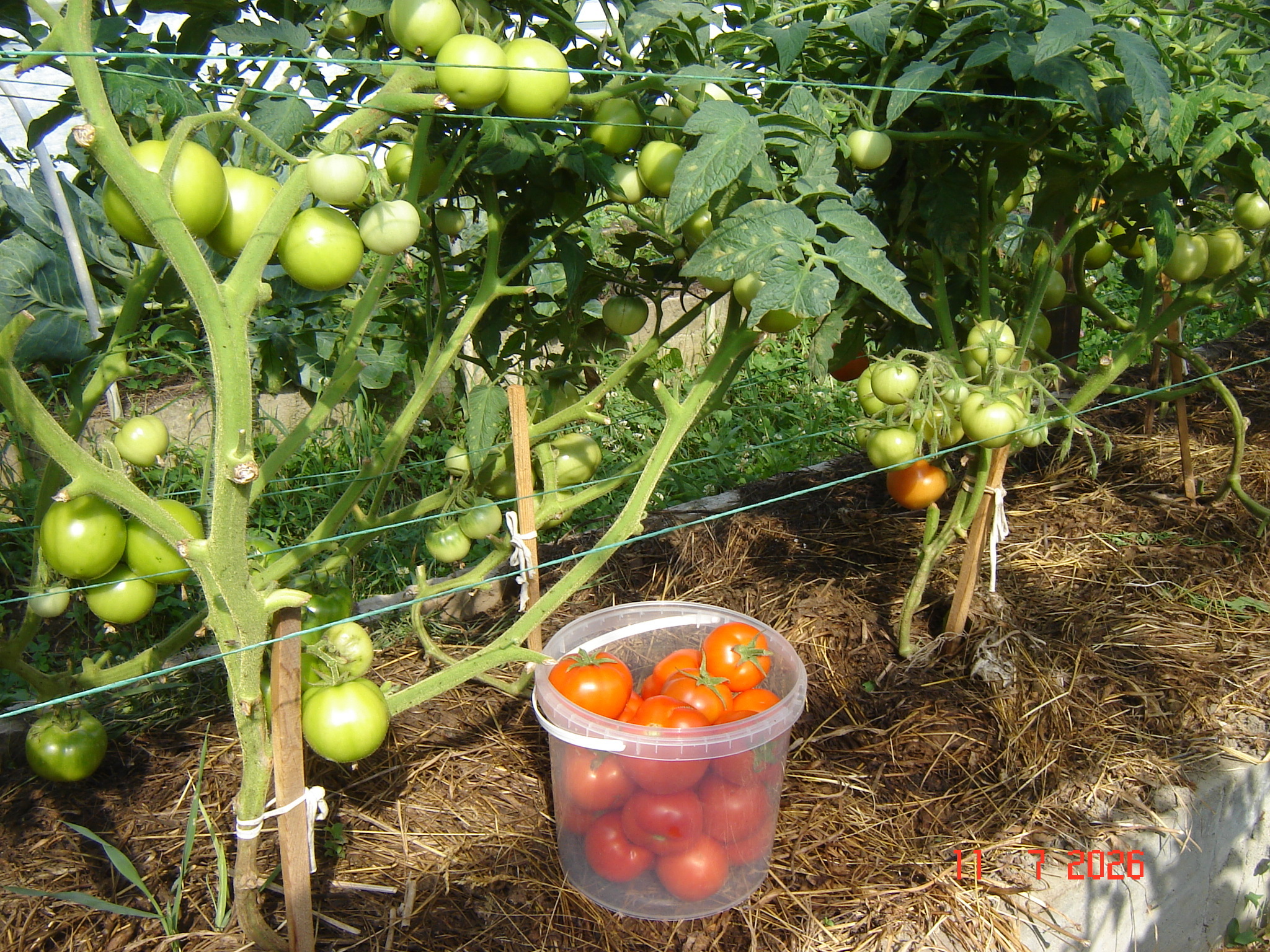 The first tomatoes of July - My, Краснодарский Край, Growing, Tomatoes, Longpost