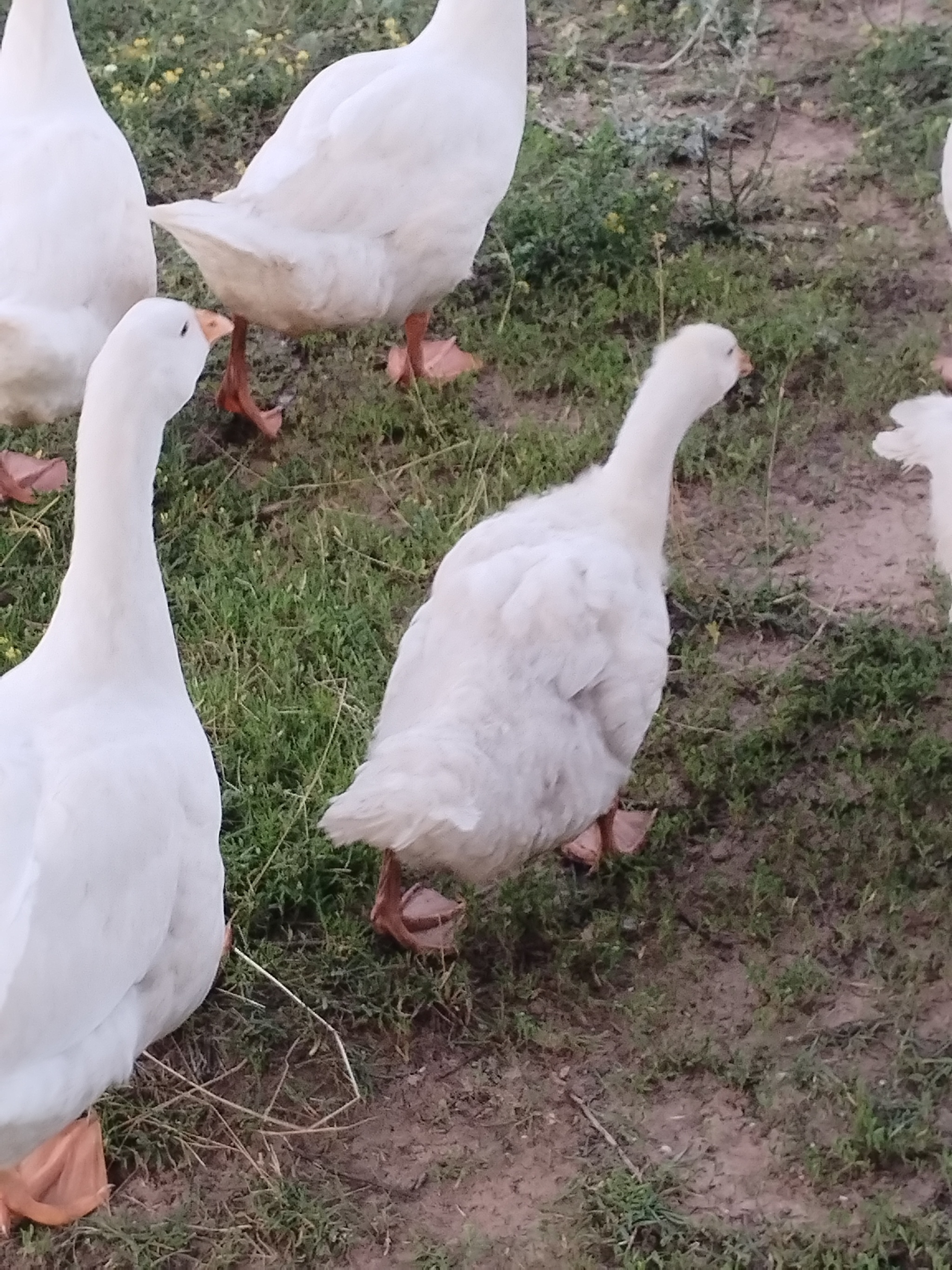 How Chuck the Goose Started Respecting Me, and Has Respected Me for Two Whole Days Now - My, Life stories, Fight for survival, Village, Гусь, Dog, Village, Сельское хозяйство, Diary, Courtyard, Danger, Video, Vertical video, Short videos, Longpost, Dog attack, Spitz
