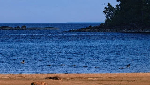 Journey through Karelia. Chapter 1: Ladoga Skerries. Part 3 - My, Skerries, Ladoga, Lake, Alloy, Kayak, Australian shepherd, Island, Hike, Longpost