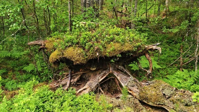 Journey through Karelia. Chapter 1: Ladoga Skerries. Part 3 - My, Skerries, Ladoga, Lake, Alloy, Kayak, Australian shepherd, Island, Hike, Longpost