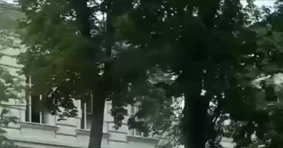 A dog was spotted in Moscow enjoying a luxurious walk. - Moscow, Short videos, Vertical video, Dog, Walking, Innovations, Technologies, Video