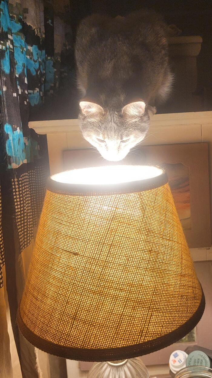 Вечерняя котолампа
