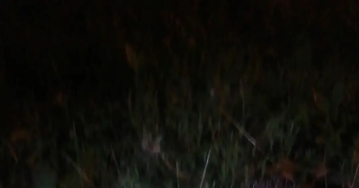 Evil hedgehog - My, Black cat, Nature, Hedgehog, Video, Vertical video, Short videos, Longpost