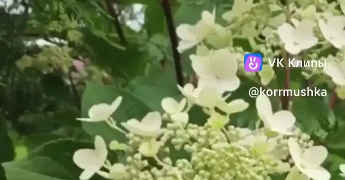 Relaxation after the rain - Series Next to the feeding trough, My, Nature, Flowers, Video, Vertical video, Short videos, Vk Clips
