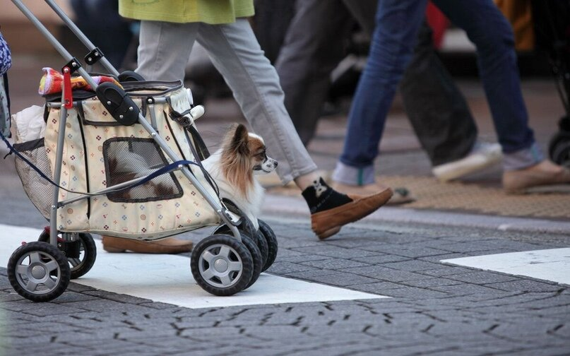 What small dog owners sometimes don't take into account when walking their dogs is that they are really small. - Dog, Mammals, Predatory animals, Pets, Animals, Wild animals, Zen, Yandex Zen, Yandex Zen (link), Longpost