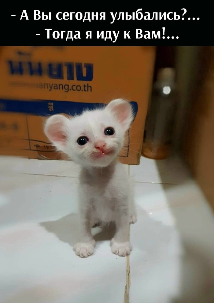 Милота